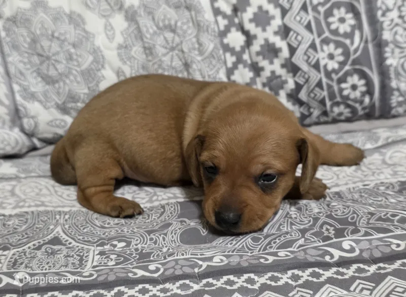Diamond  – Miniature Dachshund puppy for sale in Austin, TX