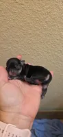 Diamond , a female Chihuahua for sale in Austin, TX – 3 of 5