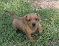 Maisy, a female Miniature Dachshund for sale in Austin, TX – 6 of 6