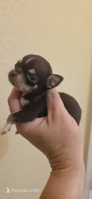 Chase – Chihuahua puppy for sale in Austin, TX