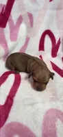 Diamond , a female Miniature Dachshund for sale in Austin, TX – 5 of 7