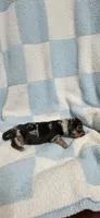 Champ, a male Miniature Dachshund for sale in Austin, TX – 4 of 6