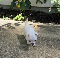 Bosa, a male Chihuahua for sale in Austin, TX – 6 of 7