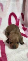 Diamond , a female Miniature Dachshund for sale in Austin, TX – 2 of 7