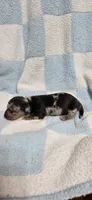 Champ, a male Miniature Dachshund for sale in Austin, TX – 3 of 6