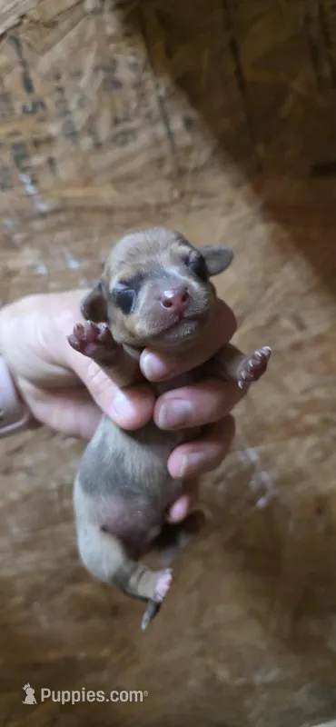 Macho – Dachshund puppy for sale in Austin, TX