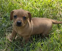 Maisy, a female Miniature Dachshund for sale in Austin, TX – 3 of 6