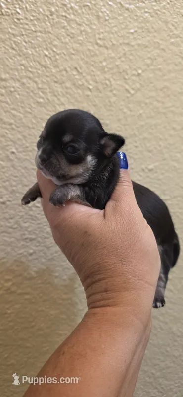 Diamond  – Chihuahua puppy for sale in Austin, TX