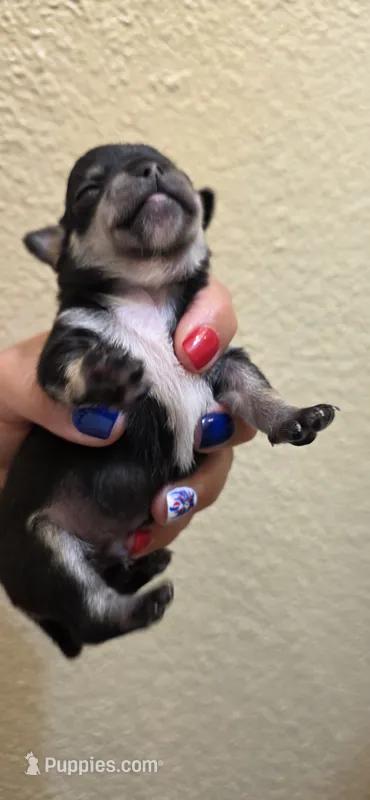 Dash – Chihuahua puppy for sale in Austin, TX