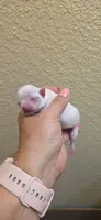 Bosa, a male Chihuahua for sale in Austin, TX – 2 of 10