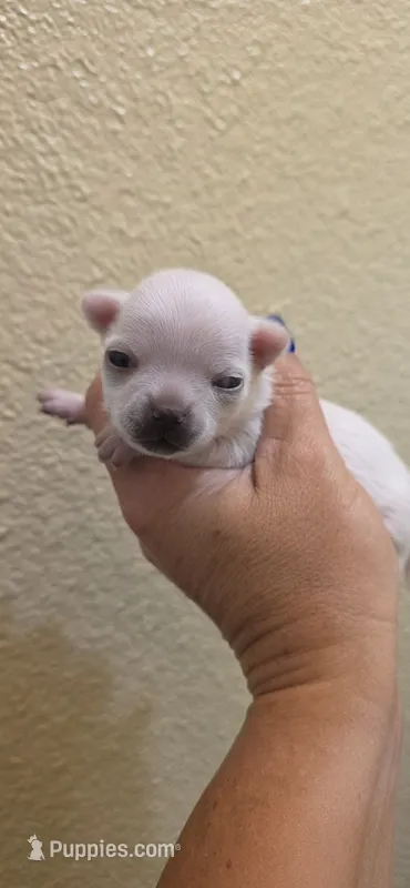 Bosa – Chihuahua puppy for sale in Austin, TX