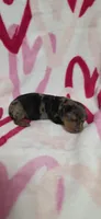 Sissy, a female Miniature Dachshund for sale in Austin, TX – 3 of 5