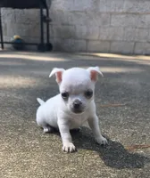 Bosa, a male Chihuahua for sale in Austin, TX – 5 of 7