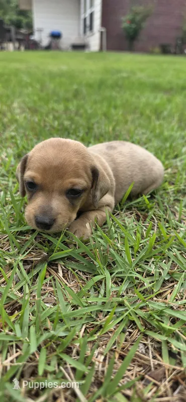 Macho – Dachshund puppy for sale in Austin, TX