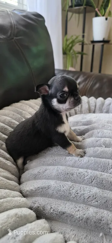 Dash – Chihuahua puppy for sale in Austin, TX