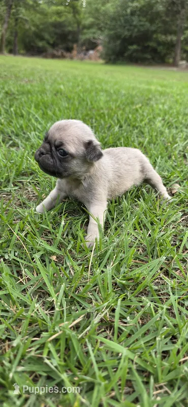 Pugsly – Pug puppy for sale in Austin, TX