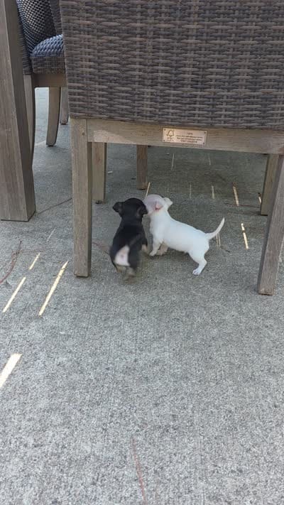 Bosa, a male Chihuahua for sale in Austin, TX – 7 of 7