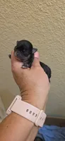 Diamond , a female Chihuahua for sale in Austin, TX – 5 of 5