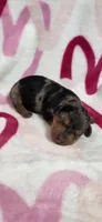 Sissy, a female Miniature Dachshund for sale in Austin, TX – 2 of 5