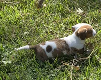 Daisy, a female Miniature Dachshund for sale in Austin, TX – 5 of 8
