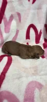Diamond , a female Miniature Dachshund for sale in Austin, TX – 6 of 7