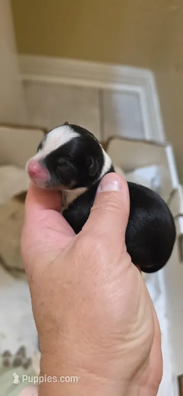 Cookie – Chihuahua puppy for sale in Austin, TX