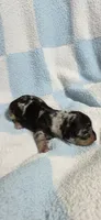 Champ, a male Miniature Dachshund for sale in Austin, TX – 6 of 6