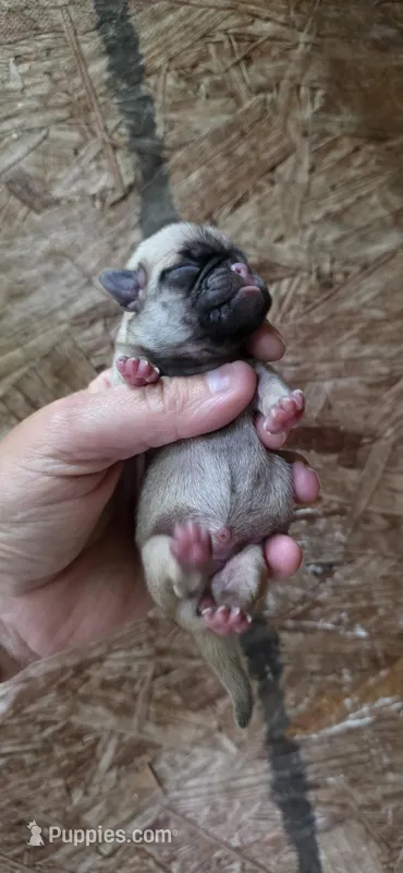 Patty – Pug puppy for sale in Austin, TX