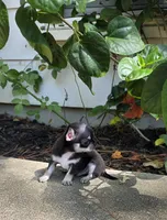 Dash, a male Chihuahua for sale in Austin, TX – 3 of 5