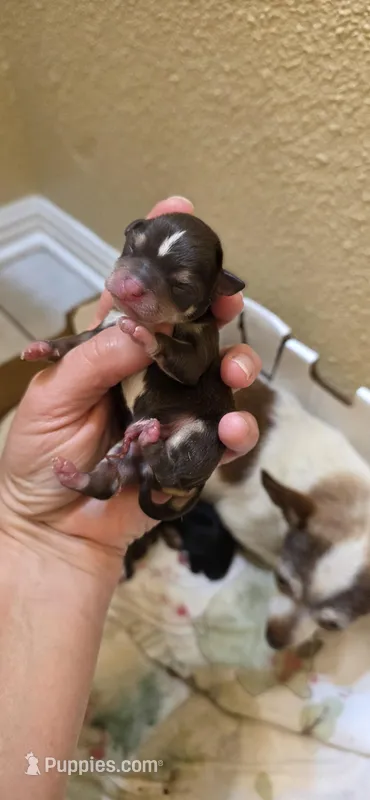 Chase – Chihuahua puppy for sale in Austin, TX