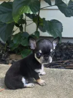 Dash, a male Chihuahua for sale in Austin, TX – 5 of 5