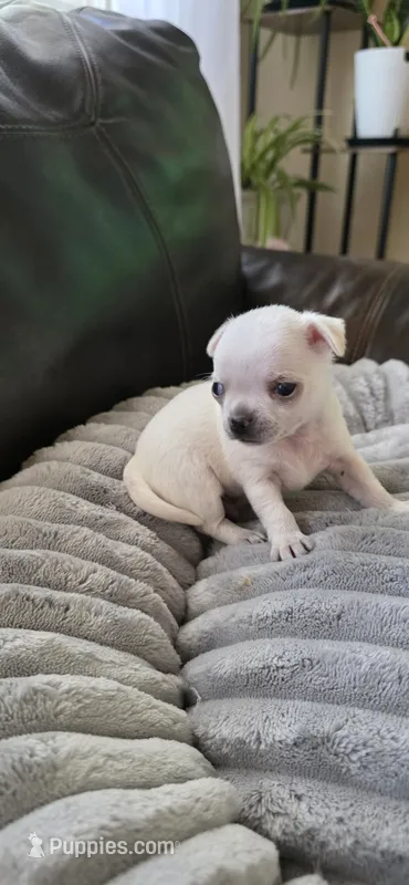 Bosa – Chihuahua puppy for sale in Austin, TX