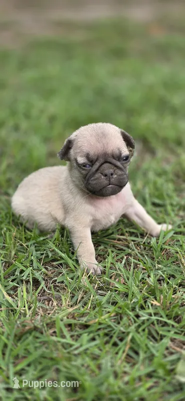 Patty – Pug puppy for sale in Austin, TX