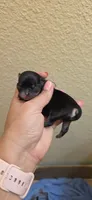 Diamond , a female Chihuahua for sale in Austin, TX – 2 of 5