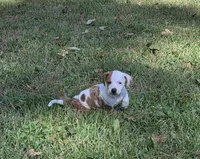 Daisy, a female Miniature Dachshund for sale in Austin, TX – 6 of 8