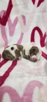 Princess, a female Miniature Dachshund for sale in Austin, TX – 5 of 6