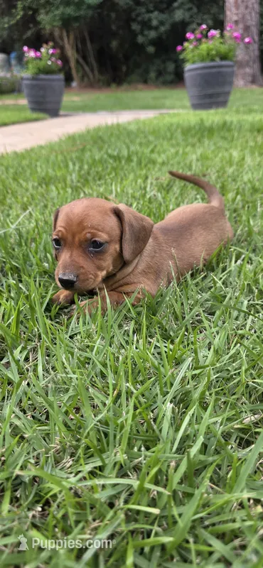 Macho – Dachshund puppy for sale in Austin, TX