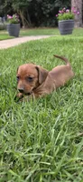 Macho, a male Dachshund for sale in Austin, TX – 1 of 2
