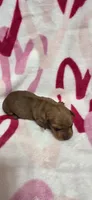Diamond , a female Miniature Dachshund for sale in Austin, TX – 4 of 7