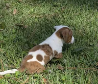 Daisy, a female Miniature Dachshund for sale in Austin, TX – 2 of 8