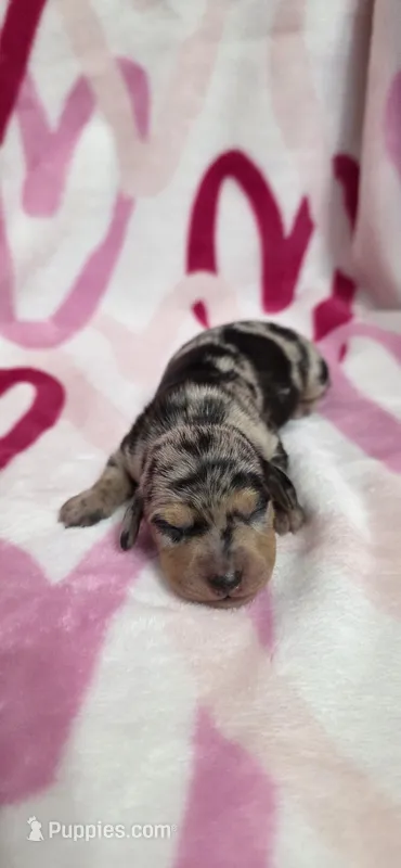 Trudy – Miniature Dachshund puppy for sale in Austin, TX