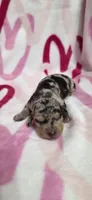 Trudy, a female Miniature Dachshund for sale in Austin, TX – 1 of 4