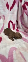 Diamond , a female Miniature Dachshund for sale in Austin, TX – 3 of 7