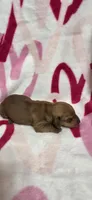 Diamond , a female Miniature Dachshund for sale in Austin, TX – 7 of 7
