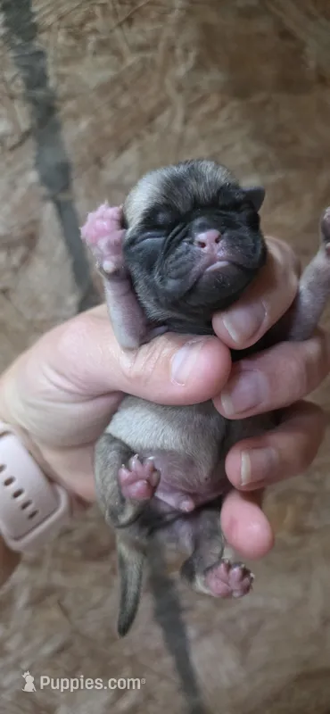 Pugsly – Pug puppy for sale in Austin, TX