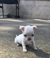 Bosa, a male Chihuahua for sale in Austin, TX – 1 of 7