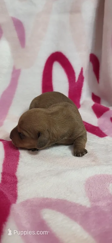 Diamond  – Miniature Dachshund puppy for sale in Austin, TX