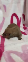 Diamond , a female Miniature Dachshund for sale in Austin, TX – 1 of 7