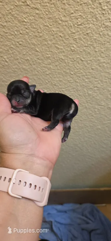 Diamond  – Chihuahua puppy for sale in Austin, TX