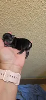 Diamond , a female Chihuahua for sale in Austin, TX – 1 of 5
